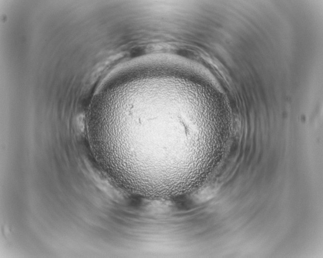 X0000088440621200705291609