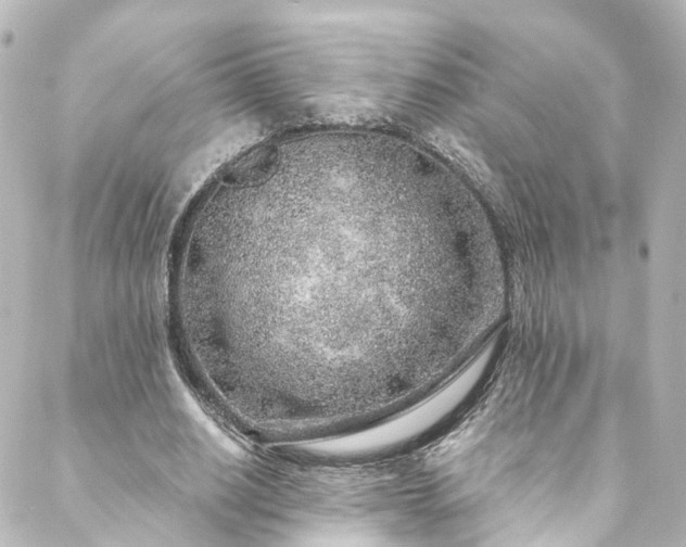 X0000088440630200705291608