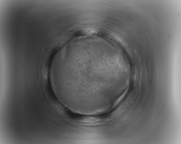 X0000088440315200706051253