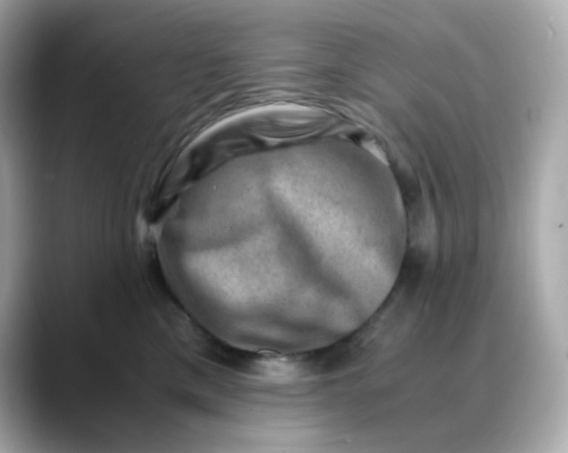 X0000088440425200706051251