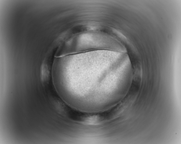 X0000088440456200706051251