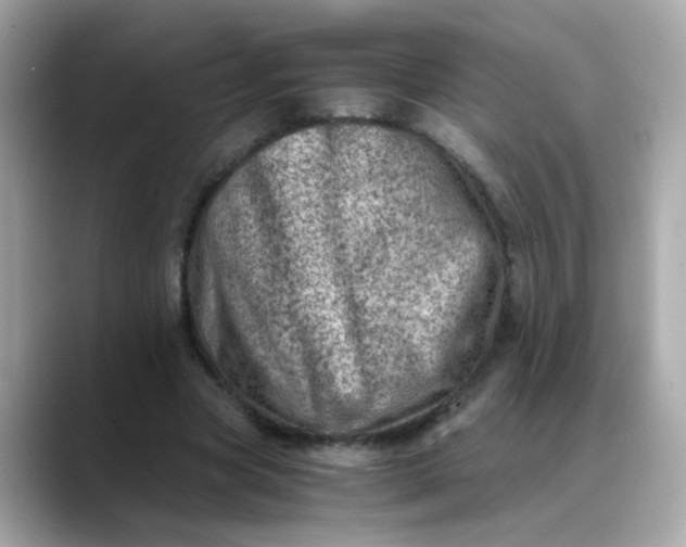 X0000088440537200706051250
