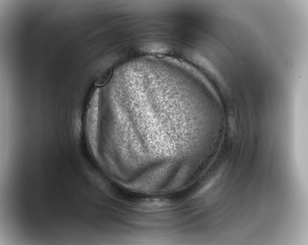 X0000088440541200706051250
