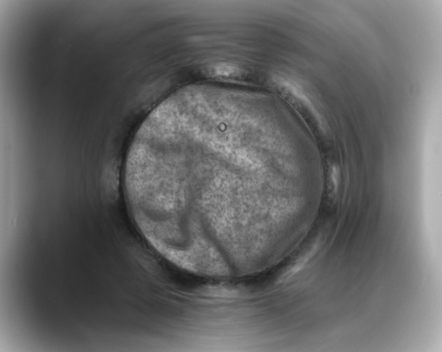 X0000088440545200706051250