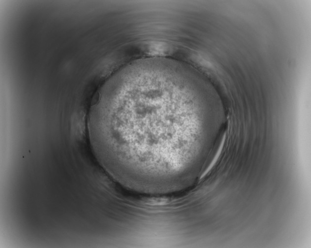 X0000088440554200706051250