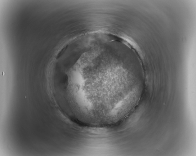 X0000088440577200706051250