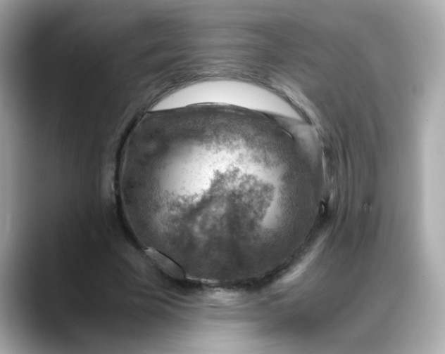 X0000088440585200706051250