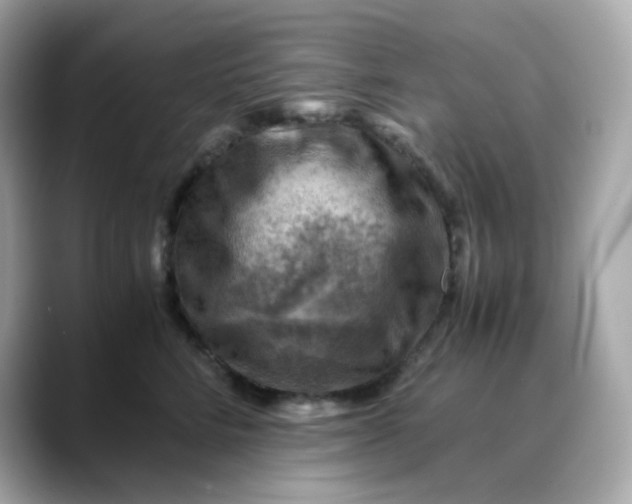 X0000088440712200706051248