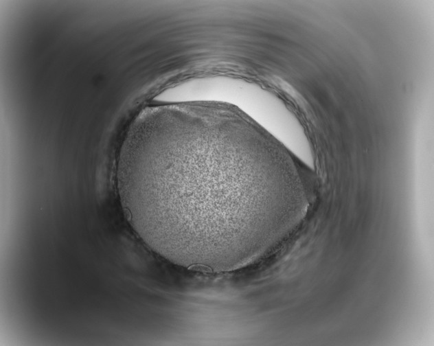 X0000088440775200706051247