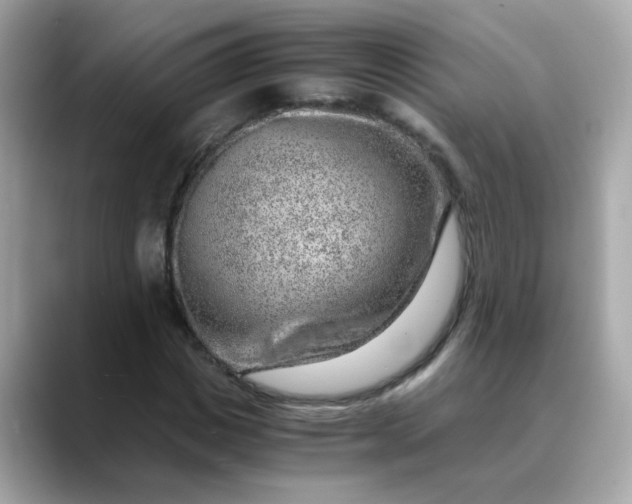 X0000088440825200706051246