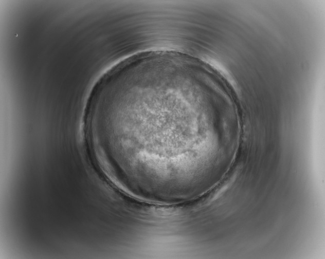 X0000088440928200706051245