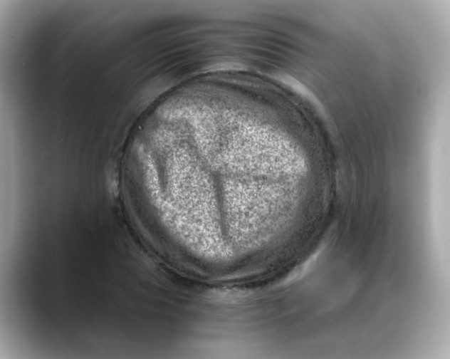 X0000088440929200706051245