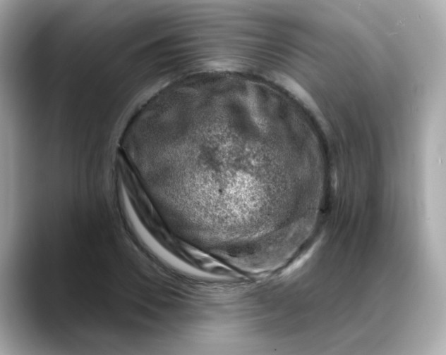 X0000088440930200706051245