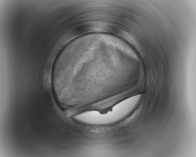 X0000088440938200706051245
