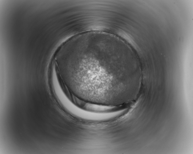 X0000088441026200706051244