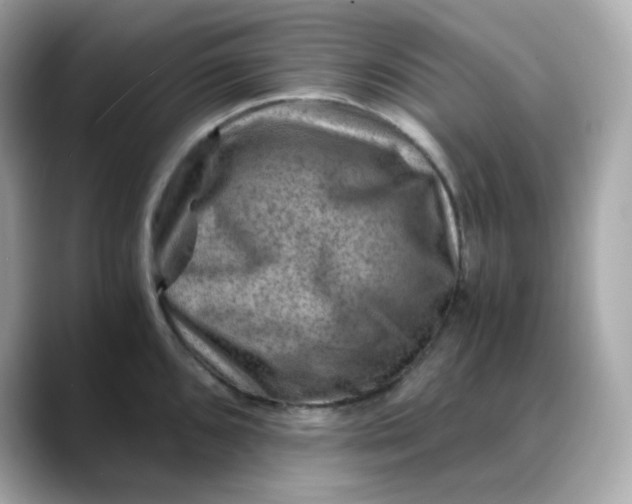 X0000088441096200706051244