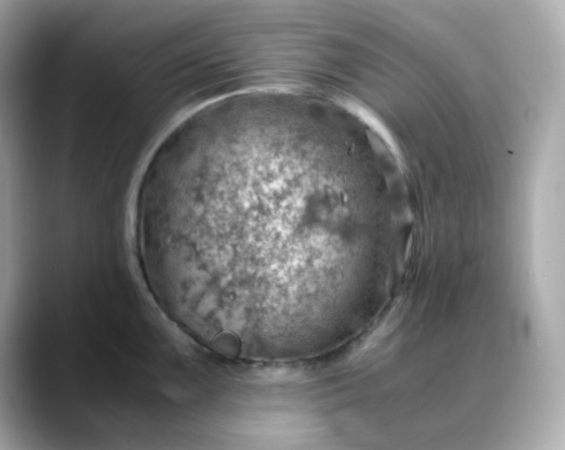 X0000088441099200706051244