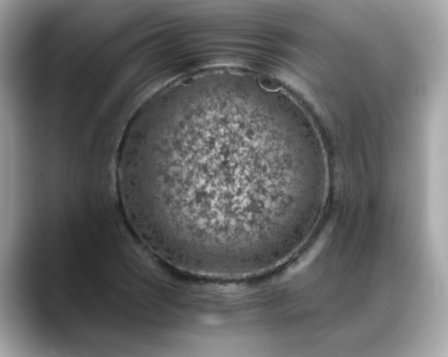 X0000088441121200706051243