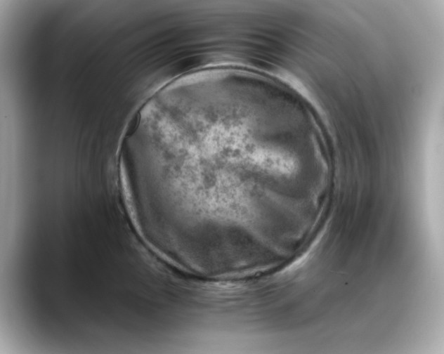 X0000088441145200706051243