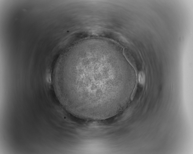 X0000088441155200706051243