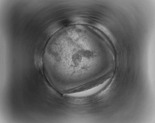 X0000088441241200706051242
