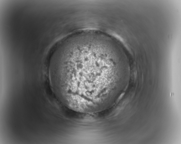 X0000088441255200706051242