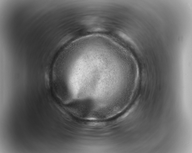 X0000088441305200706051241