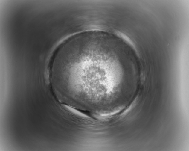X0000088441310200706051241