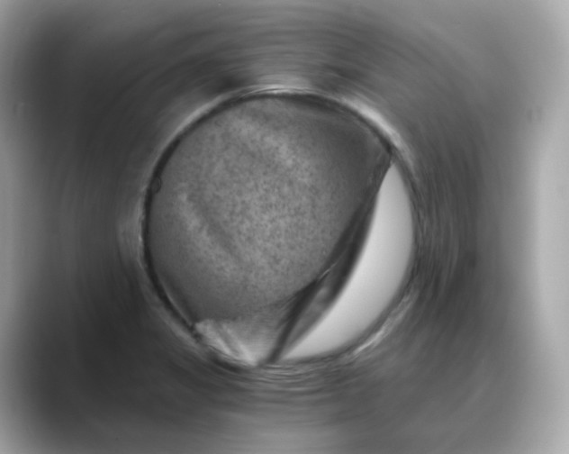 X0000088441325200706051241