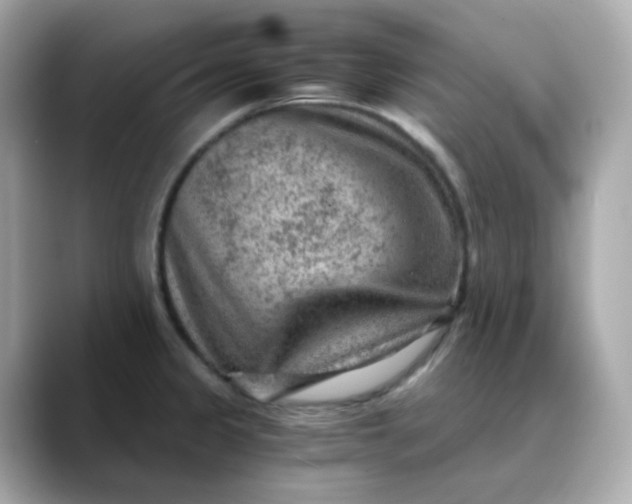 X0000088441333200706051241