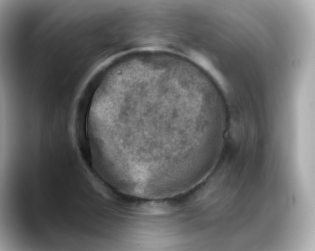 X0000088441368200706051240