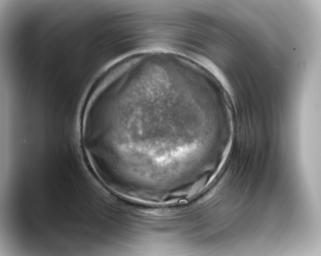 X0000088441388200706051240