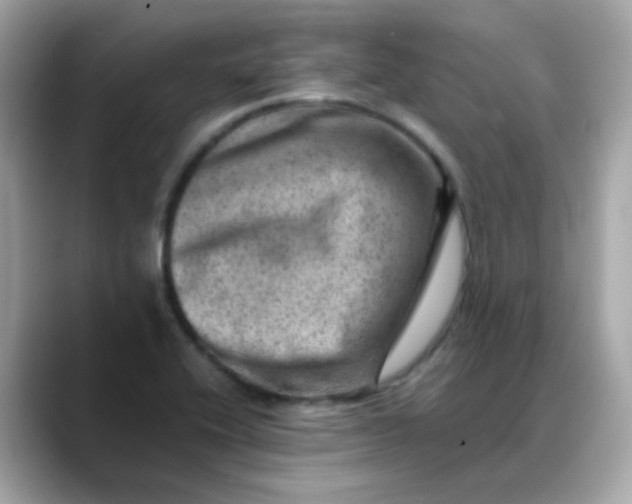 X0000088441416200706051240