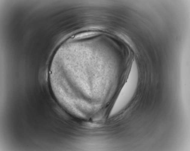 X0000088441420200706051240