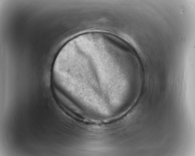 X0000088441504200706051239