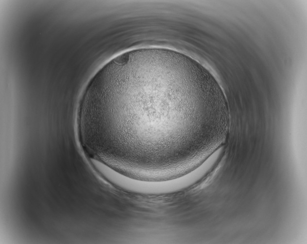 X0000088441533200706051239