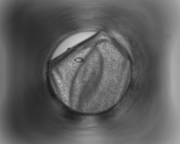 X0000088440107200706121516