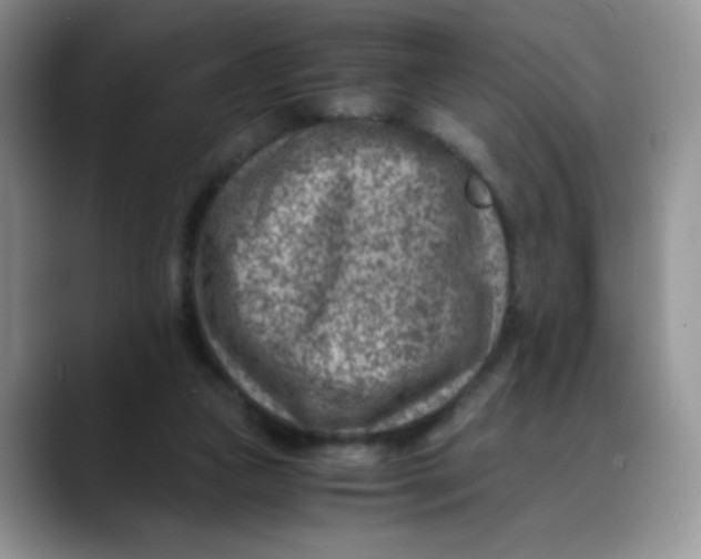 X0000088440161200706121515