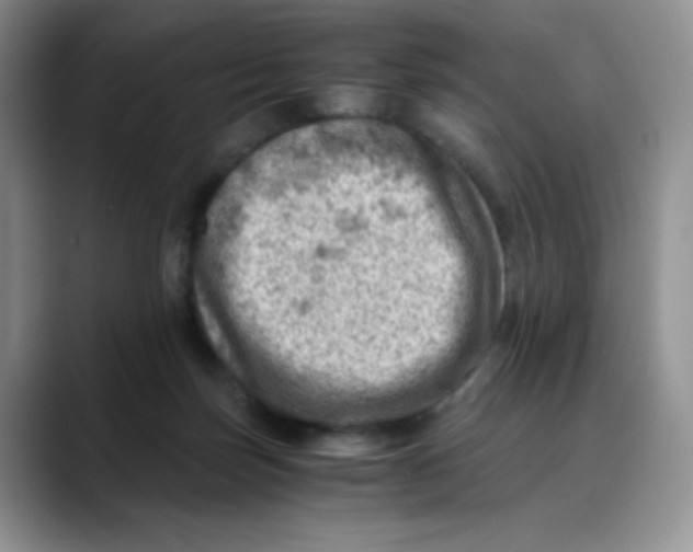 X0000088440171200706121515