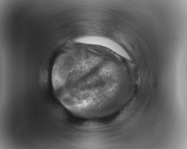 X0000088440211200706121515