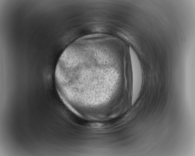 X0000088440265200706121514