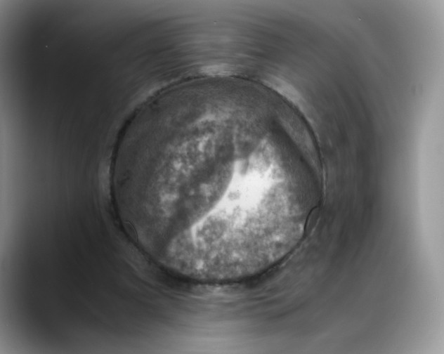 X0000088440297200706121514