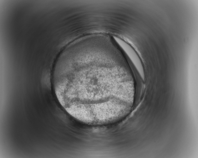 X0000088440345200706121513