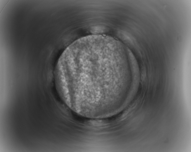 X0000088440367200706121513