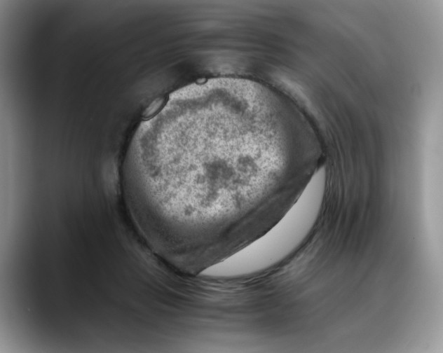 X0000088440453200706121512