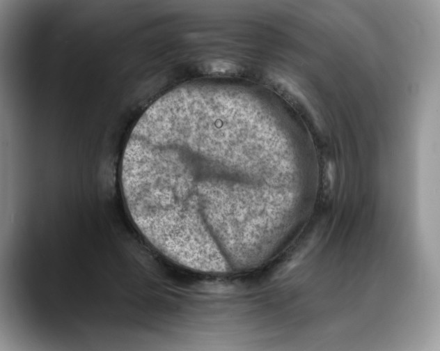X0000088440545200706121510