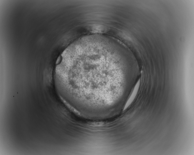 X0000088440554200706121511