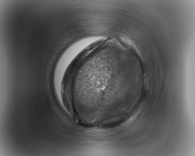 X0000088440589200706121510