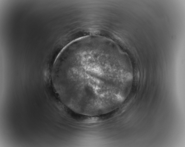 X0000088440609200706121510