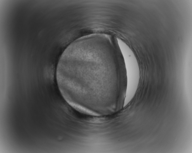 X0000088440664200706121510